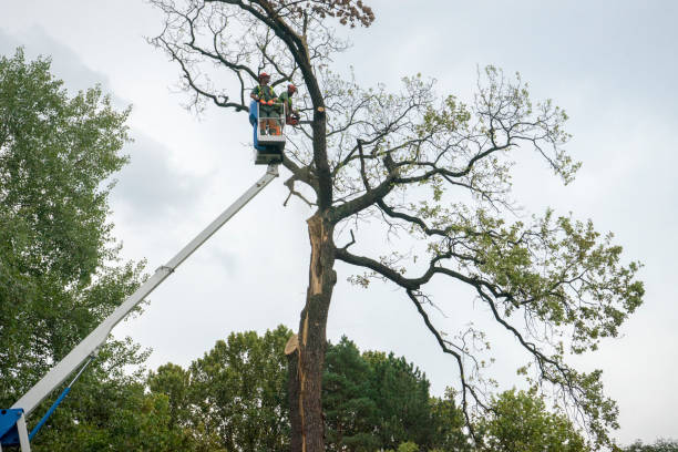 Trusted Lancaster, OH Tree Care  Experts